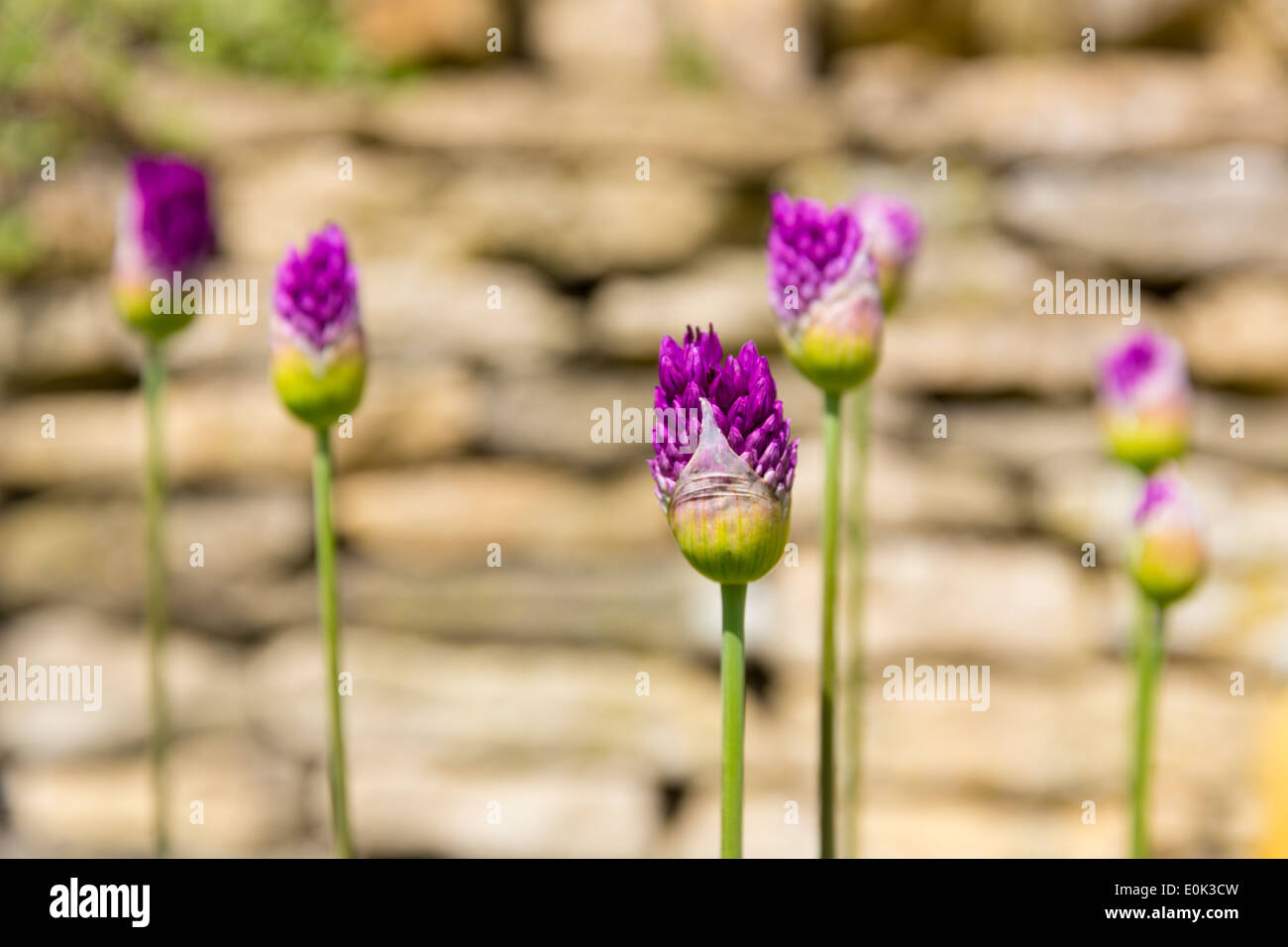 Allium le teste dei fiori di piante perenni apertura da bud come molla si trasforma in estate in Cotswolds, REGNO UNITO Foto Stock