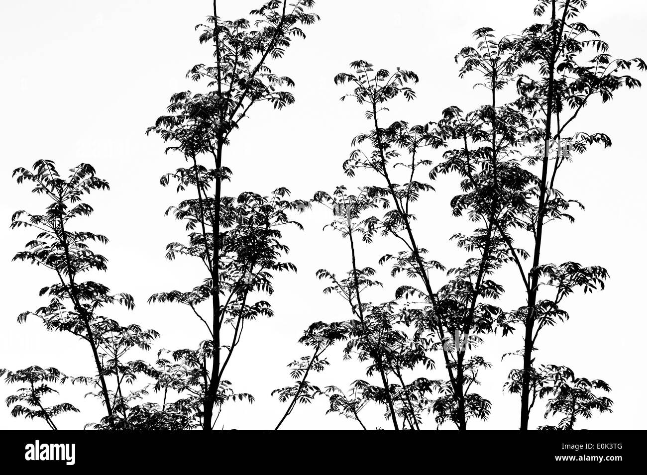 Toona sinensis "Flamingo". Mogano cinese "Flamingo" i rami degli alberi e foglie contro uno sfondo bianco. In bianco e nero Foto Stock