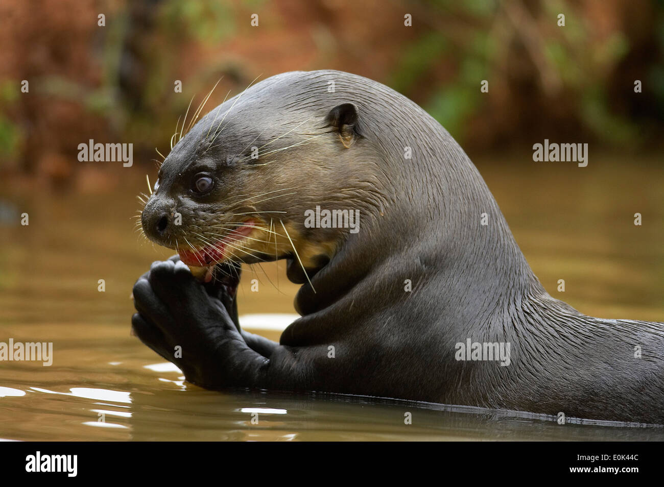 Giant Lontra di fiume mangiare pesce, Pantanal, Brasile, Sud America (Pteronura brasiliensis) Foto Stock