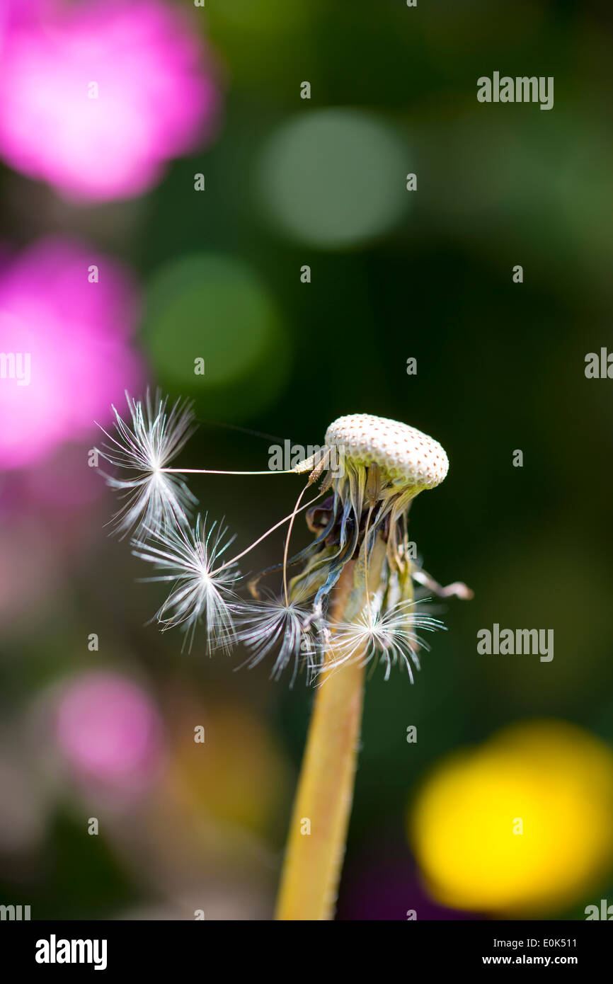 Testa di semi di tarassaco clock comune di tarassaco, Taraxacum officinale, disperdendo i semi dal vento la dispersione in estate, Inghilterra Foto Stock