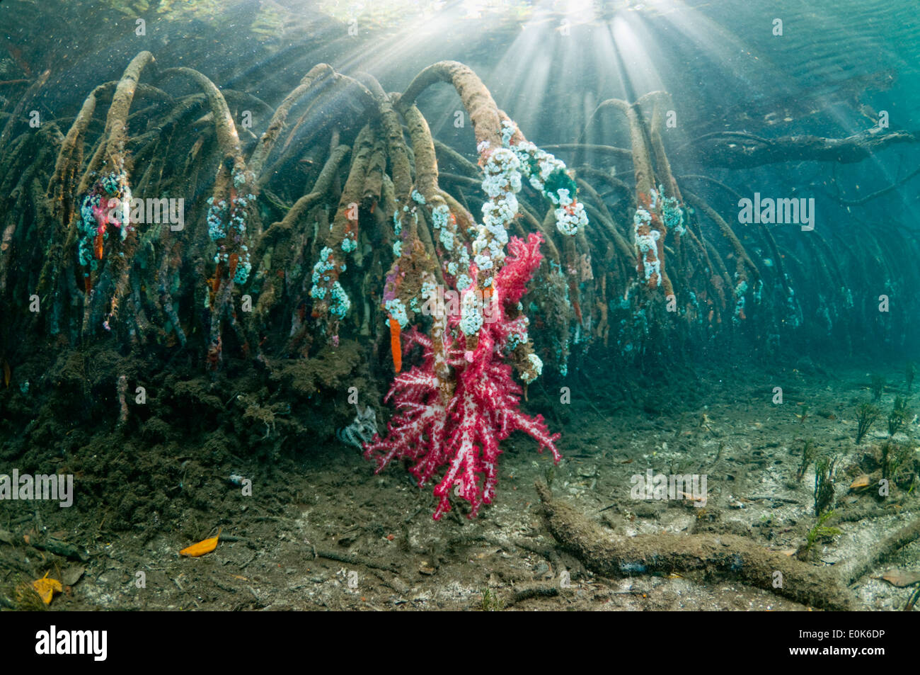 Corallo morbido e altri invertebrati che cresce su radici di mangrovia, Raja Ampat, Indonesia. Dendronephthya (sp), Rizophora (sp) Foto Stock