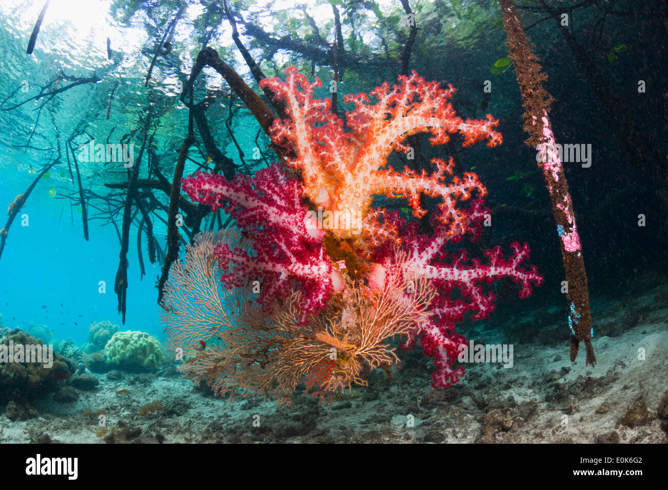 Soft Coral cresce su radici di mangrovia. Raja Ampat, Papua occidentale, in Indonesia. Dendronephthya (sp), Rizophora (sp) Foto Stock