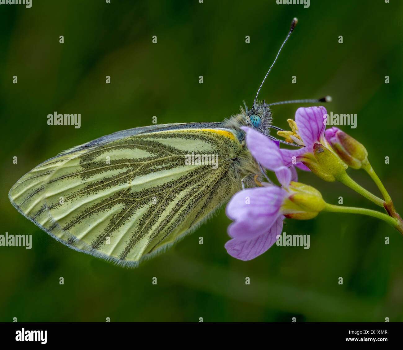 Verde bianco venato butterfly Sarcococca napi, nello Yorkshire, Regno Unito Foto Stock