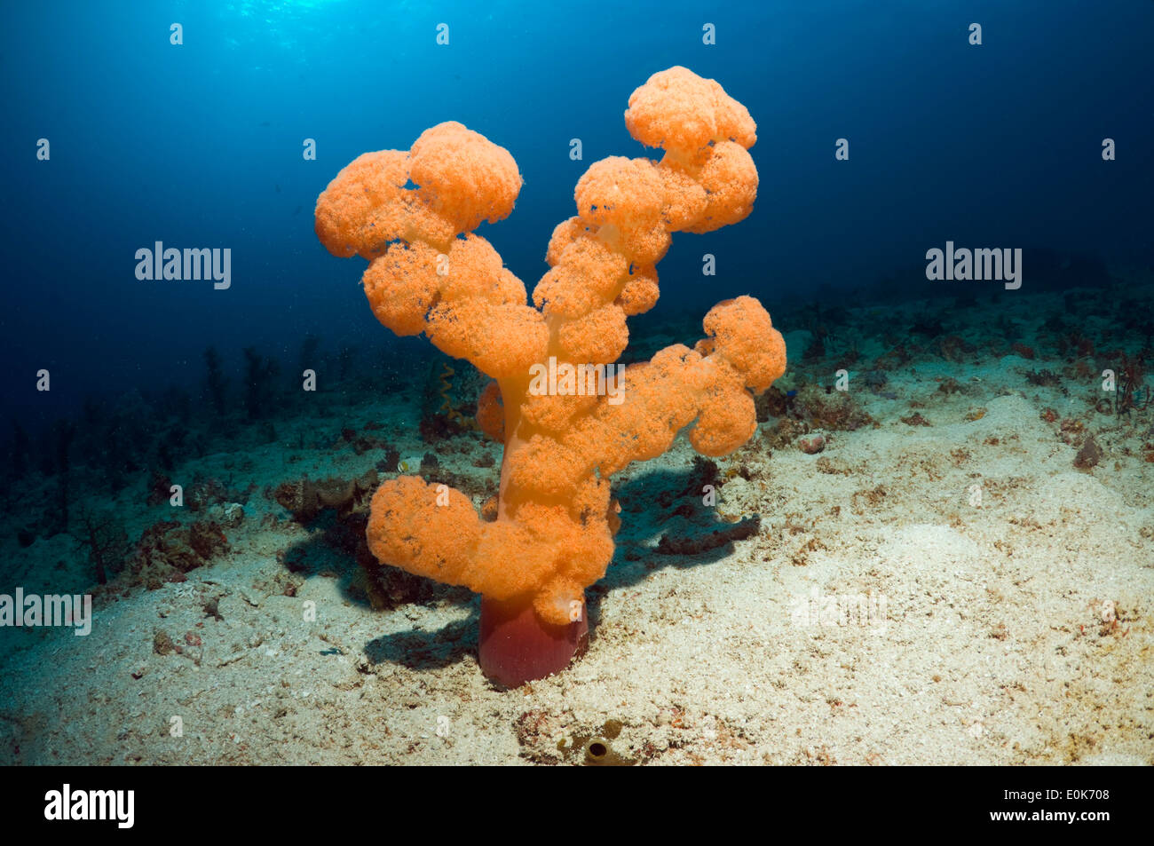 Soft Coral, Umbellate coral tree. Parco Nazionale di Komodo, Indonesia. (Dendronephthya mucronata) Foto Stock