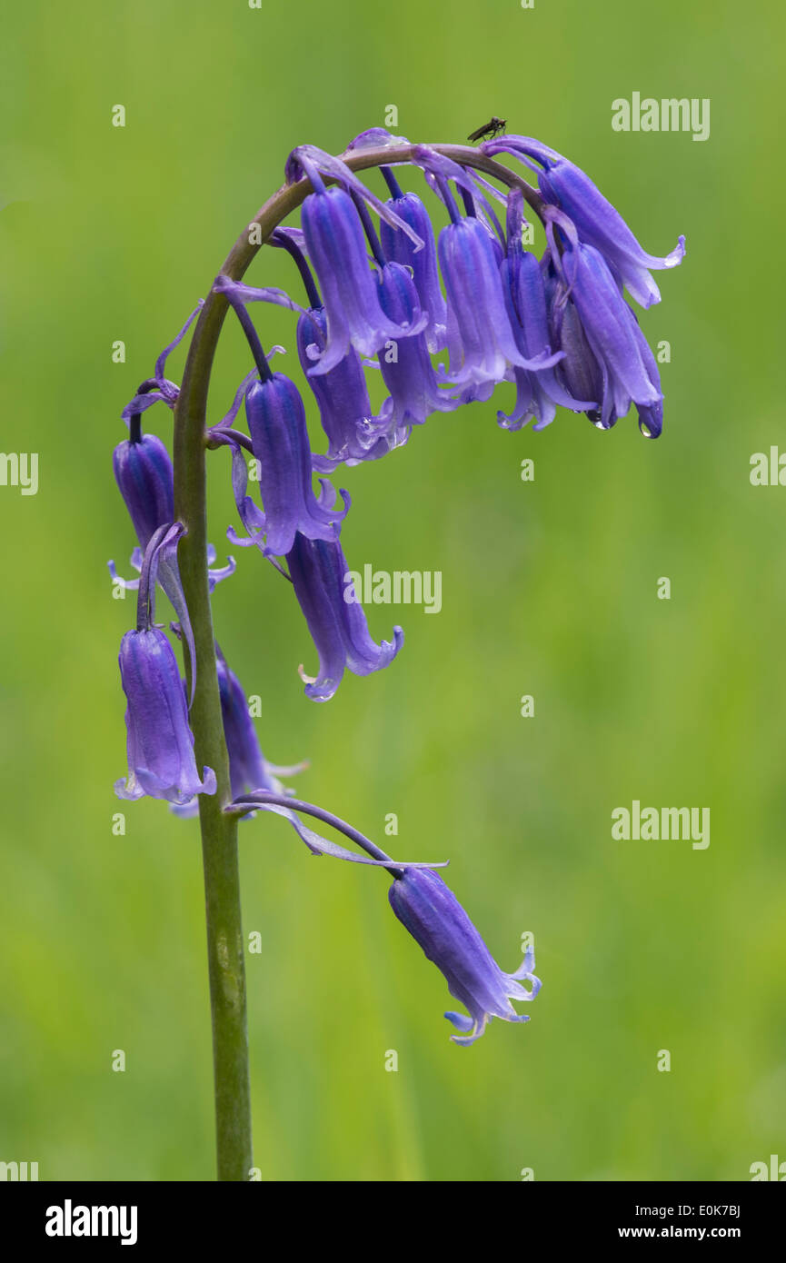 Bluebells (Hyacinthoides non scripta) fioritura in YYorkshire Arboretum Kew al Castle Howard nello Yorkshire del Nord Inghilterra possono Foto Stock