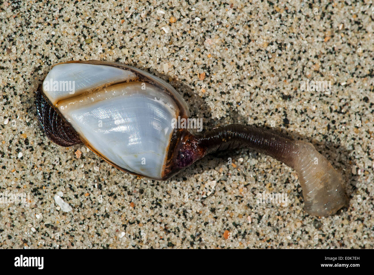 Oca comune cirripedi / pesca pelagica a collo d'oca barnacle / liscia a collo di cigno cirripedi (Lepas anatifera) lavato sulla spiaggia Foto Stock
