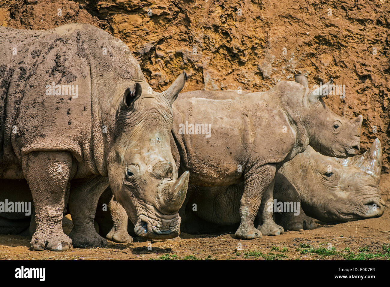 African rinoceronte bianco / Square a labbro rinoceronte (Ceratotherium simum) gruppo di famiglia che mostra maschio, femmina e appoggio di vitello Foto Stock