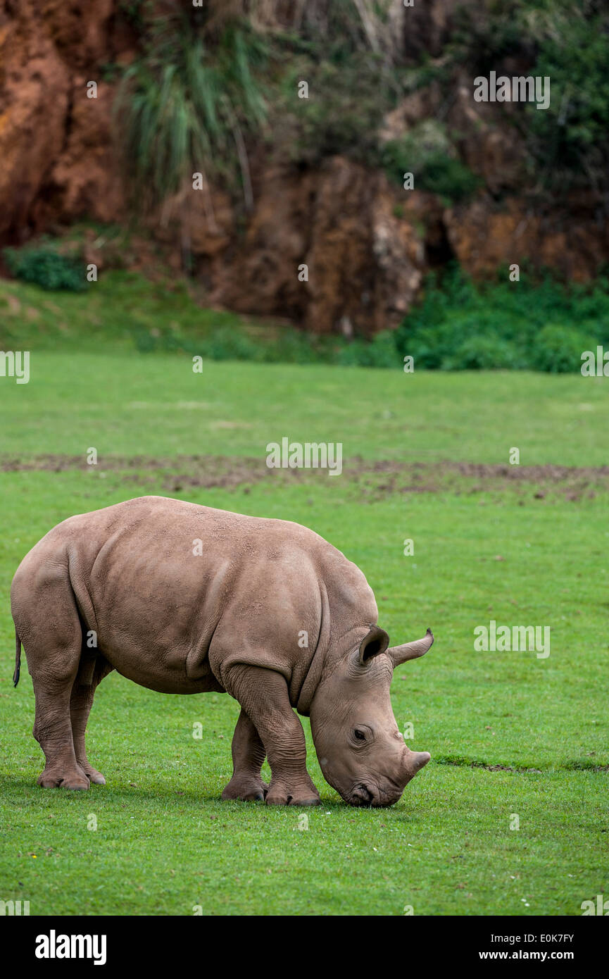 African rinoceronte bianco / Square a labbro rinoceronte (Ceratotherium simum) di vitello erba di pascolo Foto Stock