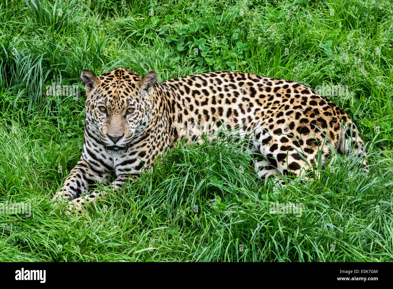 Panther / Jaguar (Panthera onca) di appoggio in erba, nativo di America Centrale e America del Sud Foto Stock