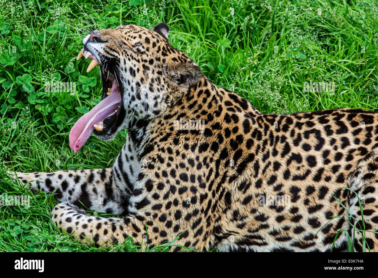 Panther / Jaguar (Panthera onca) sbadigli, nativo di America Centrale e America del Sud Foto Stock