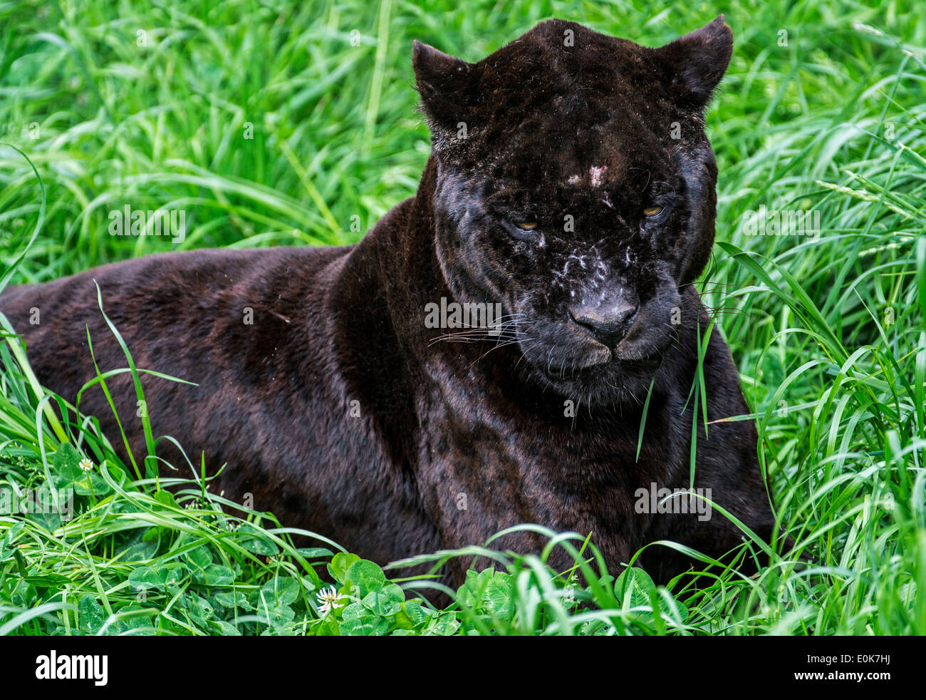 Close up ritratto di black panther / melanistic Jaguar (Panthera onca) giacenti in erba, nativo di America Centrale e America del Sud Foto Stock
