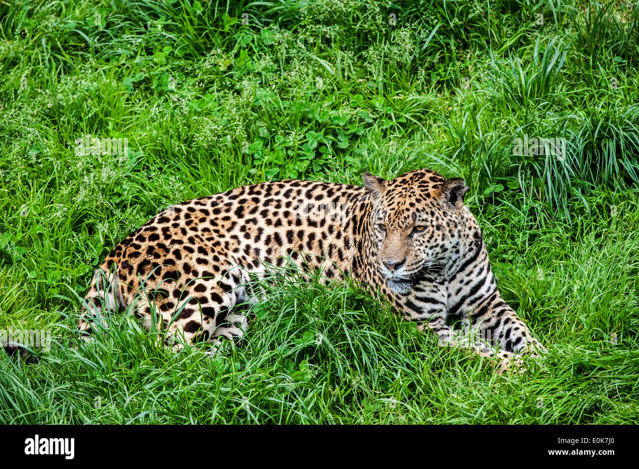 Panther / Jaguar (Panthera onca) di appoggio in erba, nativo di America Centrale e America del Sud Foto Stock