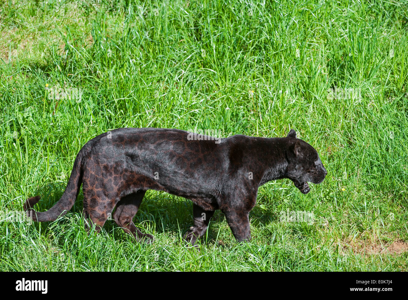 Black Panther / melanistic Jaguar (Panthera onca) a piedi nella prateria, nativo di America Centrale e America del Sud Foto Stock