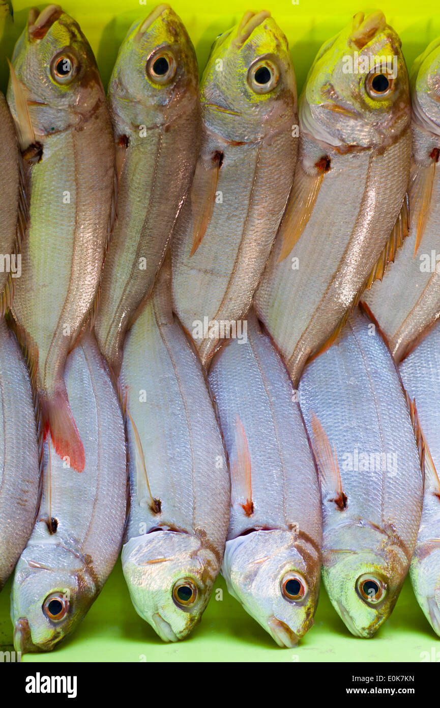 Fresco pescato Dentice di pesce - Aligote, Pagellus acarne, alla Confederazione di Luarca pescatori, a Puerto Luarca nelle Asturie, Spagna Foto Stock