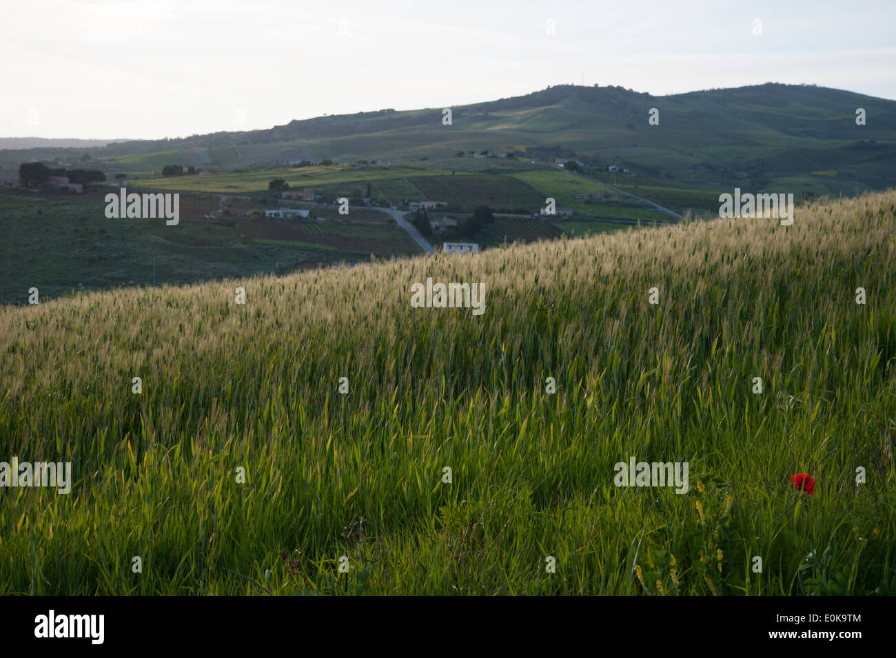 La coltivazione di frumento Foto Stock