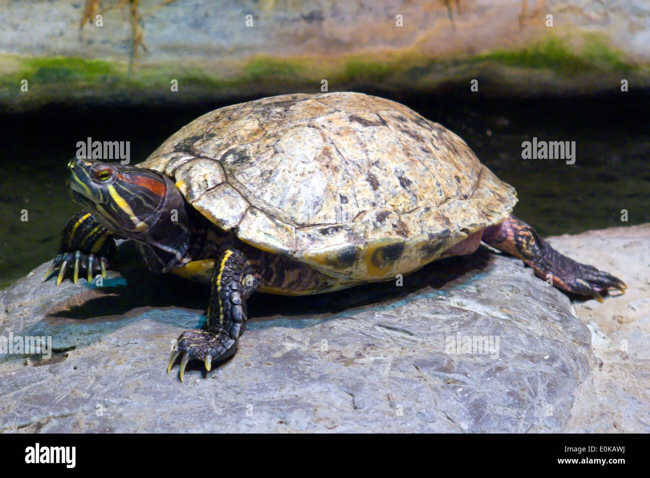 Optimized Image Assets Descrizione Una tartaruga Florida Cooter poggia su una roccia. Questa specie di acqua dolce presenta un guscio scuro con segni gialli e dis Foto Stock