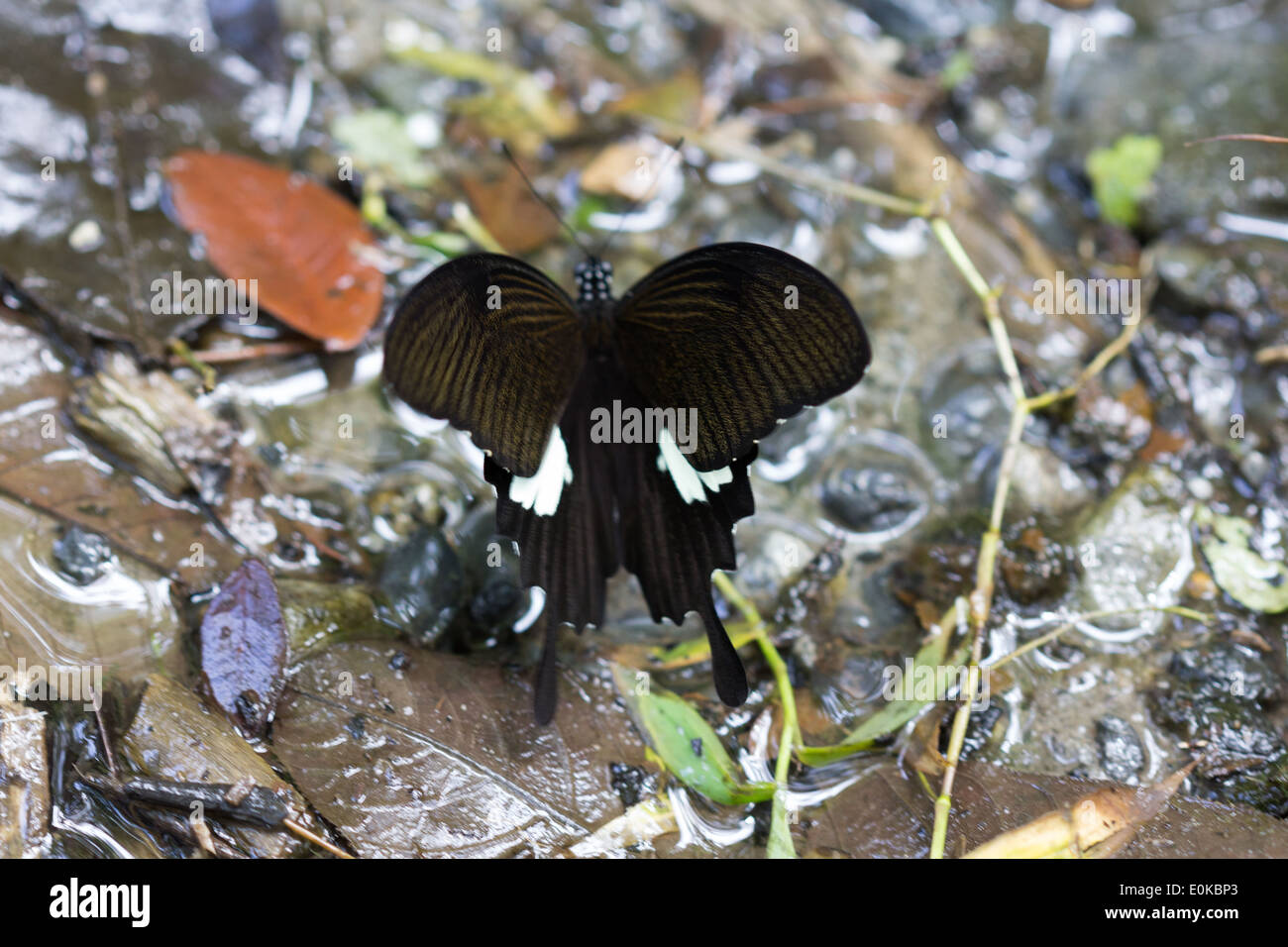 Stupenda farfalla in natura Foto Stock