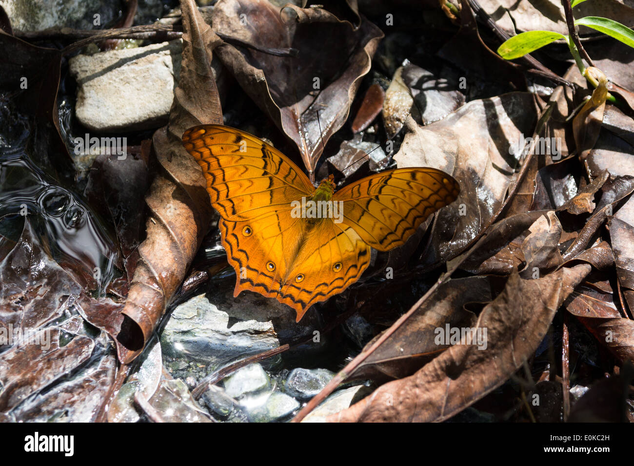 Stupenda farfalla in natura Foto Stock