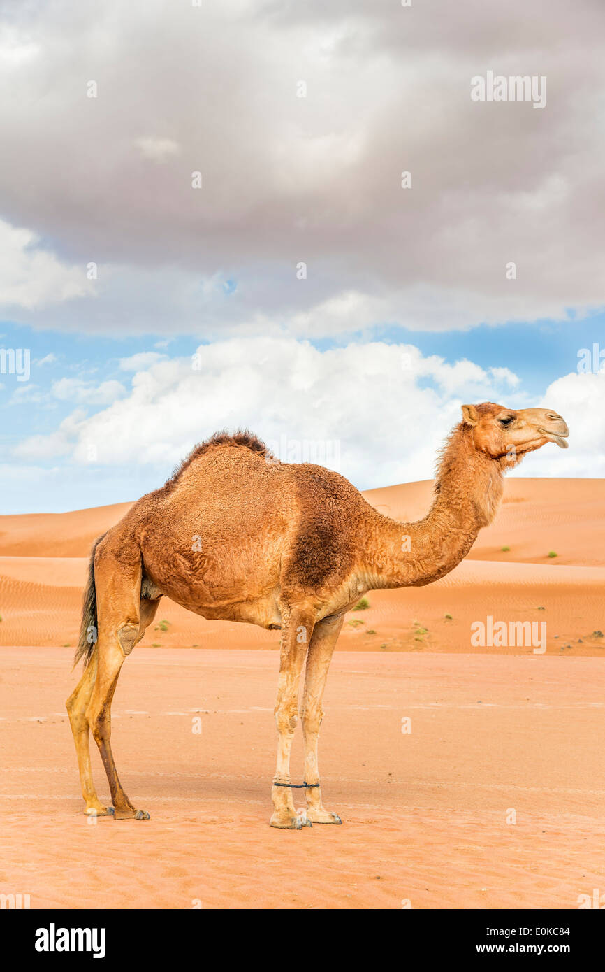 Immagine del cammello nel deserto Wahiba Oman Foto Stock