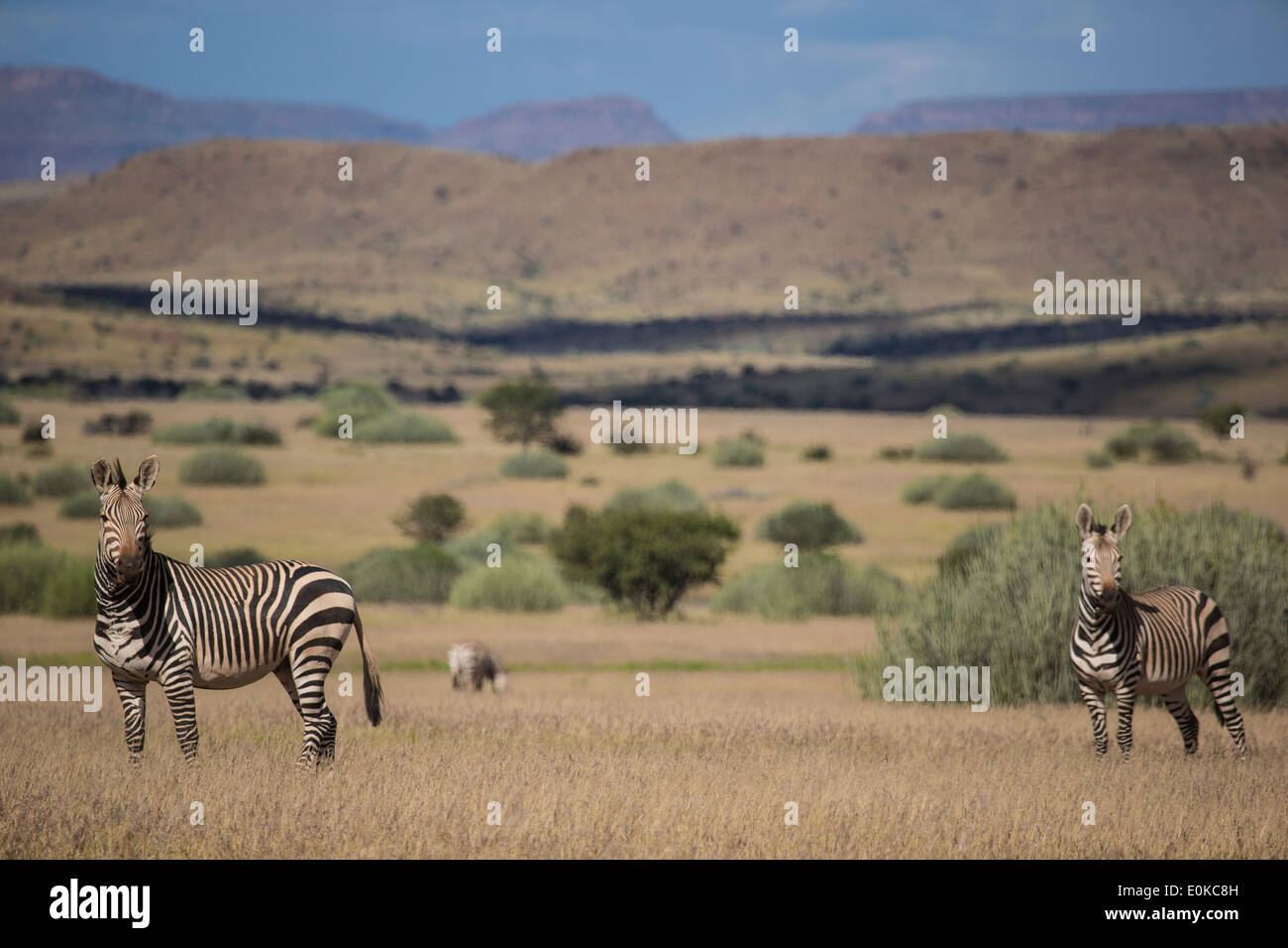 Zebra di Hartmann (Equus zebra hartmannae) contro il drammatico paesaggio di Damaraland in Namibia Foto Stock