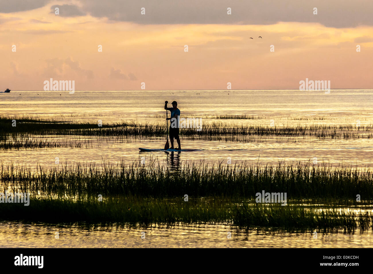 Un ragazzo sulla sua scheda di racchetta si dirige verso la riva prima che il sole tramonta. Foto Stock