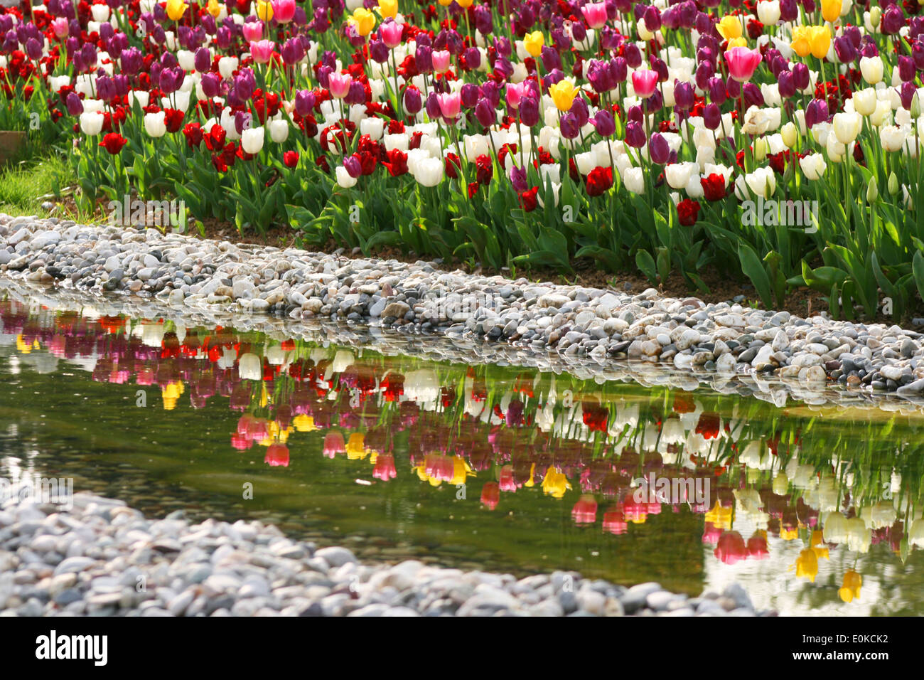 La riflessione di tulipani nel giardino di primavera Foto Stock