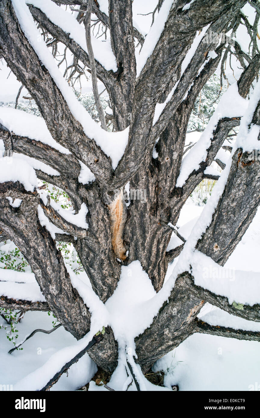 Dead Pinon Pine in primavera la neve nelle montagne rocciose nei pressi di salida, Colorado, STATI UNITI D'AMERICA Foto Stock