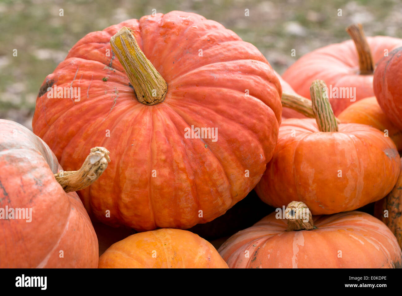 Localmente-cresciuto appena prelevato zucca vegetale squash esposti per la vendita nel Pays de la Loire, Valle della Loira, Francia Foto Stock