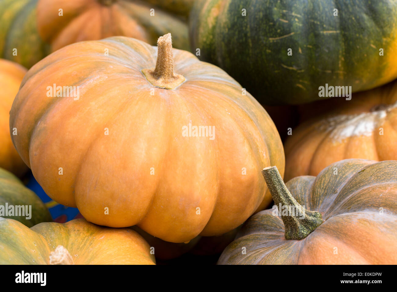 Localmente-cresciuto appena prelevato di zucca e squash visualizzato vegetale per la vendita nel Pays de la Loire, Valle della Loira, Francia Foto Stock