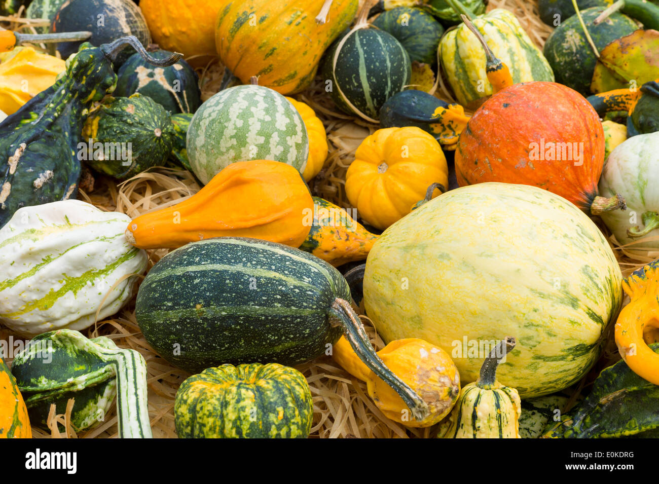 Localmente-cresciuto appena prelevato di zucca e squash visualizzato vegetale per la vendita nel Pays de la Loire, Valle della Loira, Francia Foto Stock