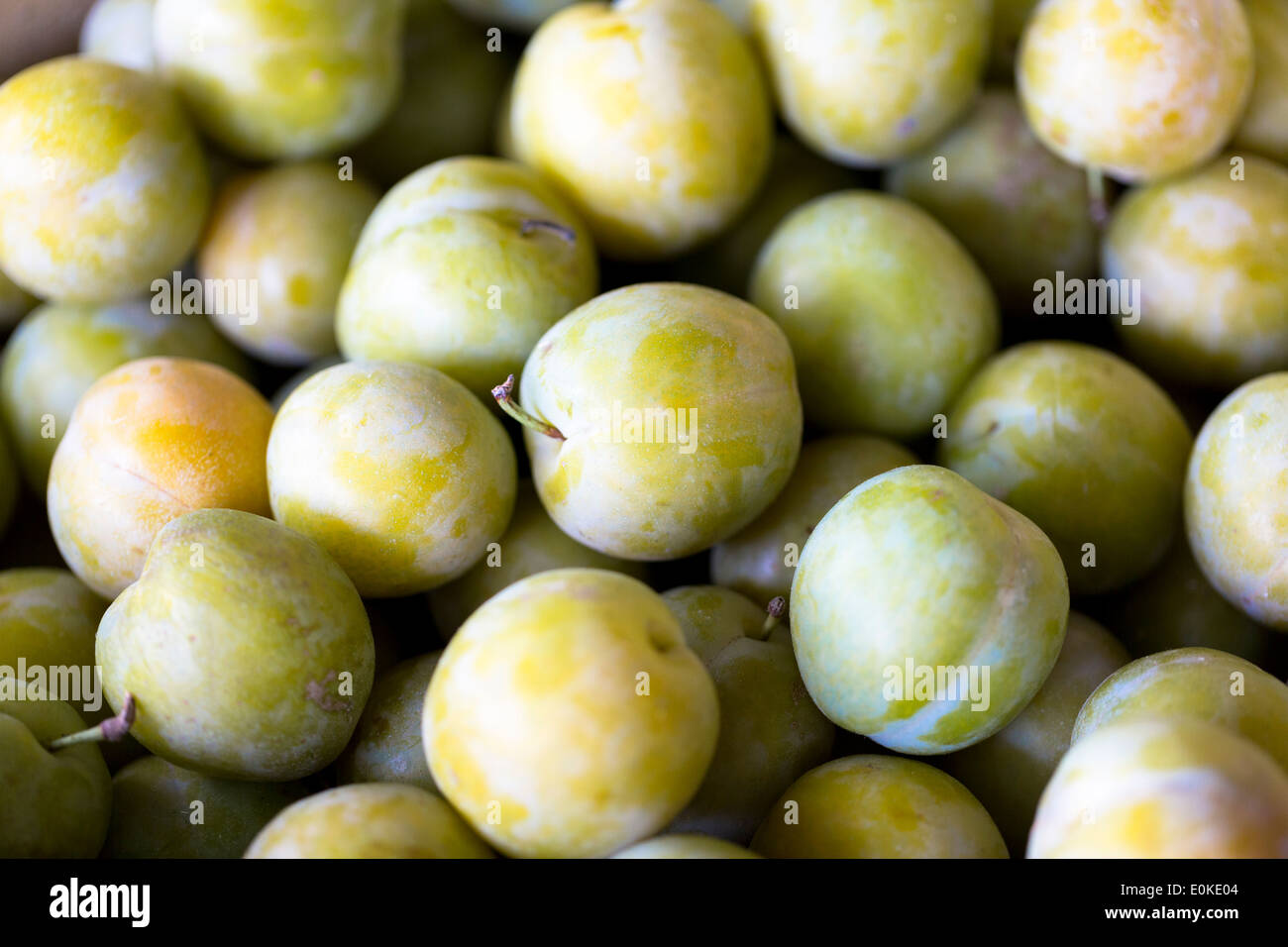 Localmente-cresciuto appena prelevato greengages - Reine Claude - frutta esposti per la vendita nel Pays de la Loire, Valle della Loira, Francia Foto Stock