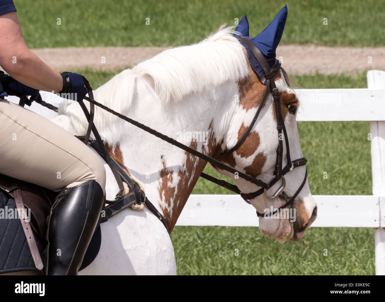 La vernice testa di cavallo che indossa inglese briglia con overcheck e protezioni per le orecchie. Foto Stock