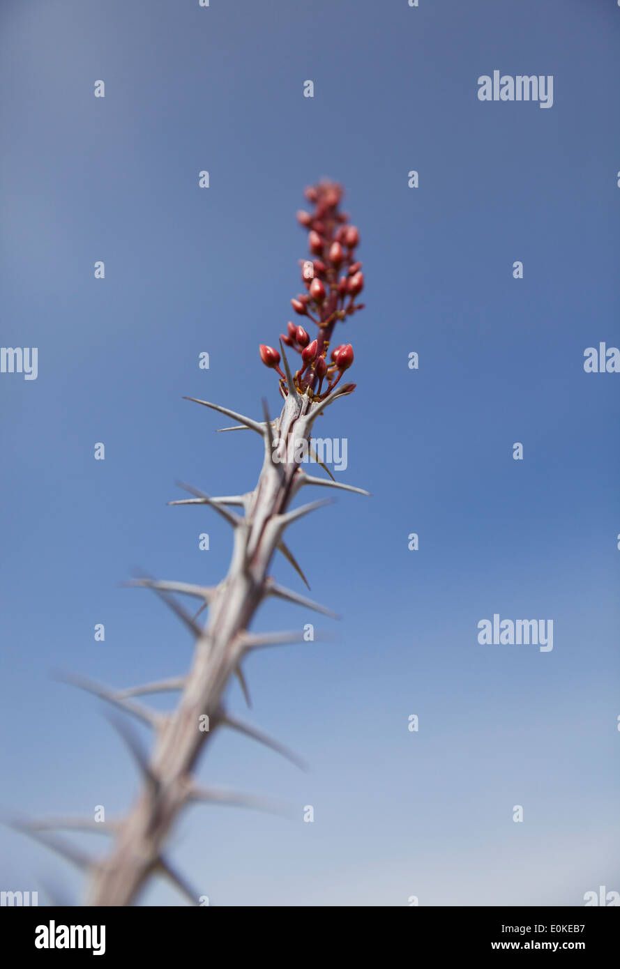 Ocotillo cresce a Joshua Tree National Park contro il cielo blu Foto Stock