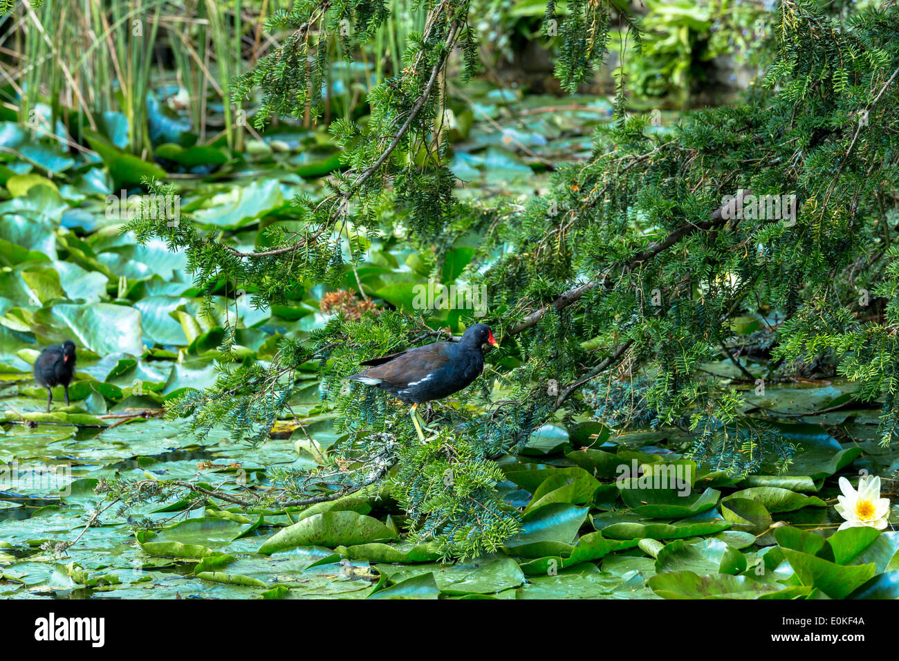 Comune, Moorhen Gallinula, con pulcino (noto anche come galline di palude) su un laghetto in Oxfordshire Foto Stock