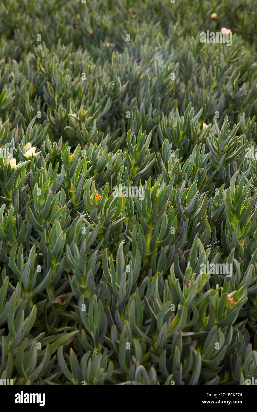 Un campo di ghiaccio di crescita della pianta nel nord della California. Foto Stock