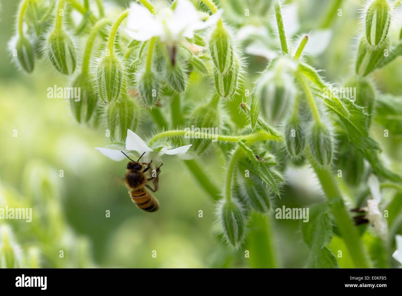 Il miele delle api, api, raccogliendo il nettare da bianco borragine, borragine officinalis, in orto biologico in Oxfordshire UK Foto Stock