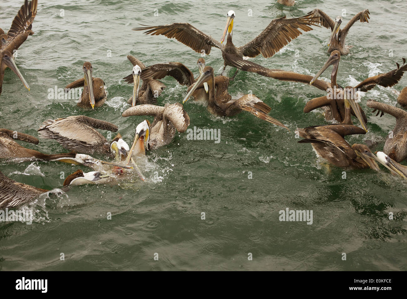 Un gruppo di pellicani marroni lotta su scarti. Foto Stock