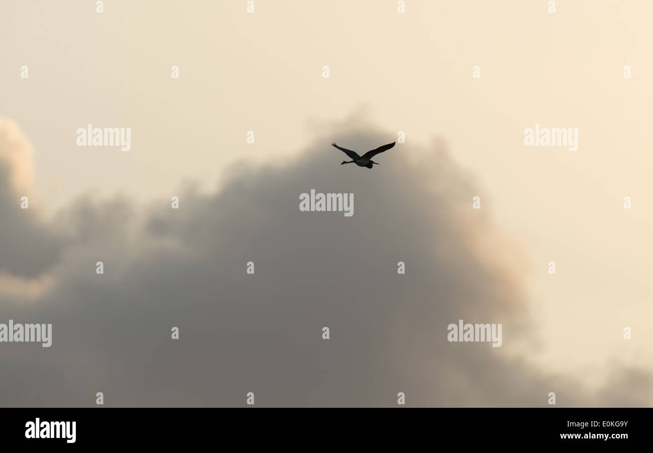 Un uccello vola durante il tramonto al Merritt Island National Wildlife Refuge su il punto nero Wildlife Drive in Florida. Foto Stock