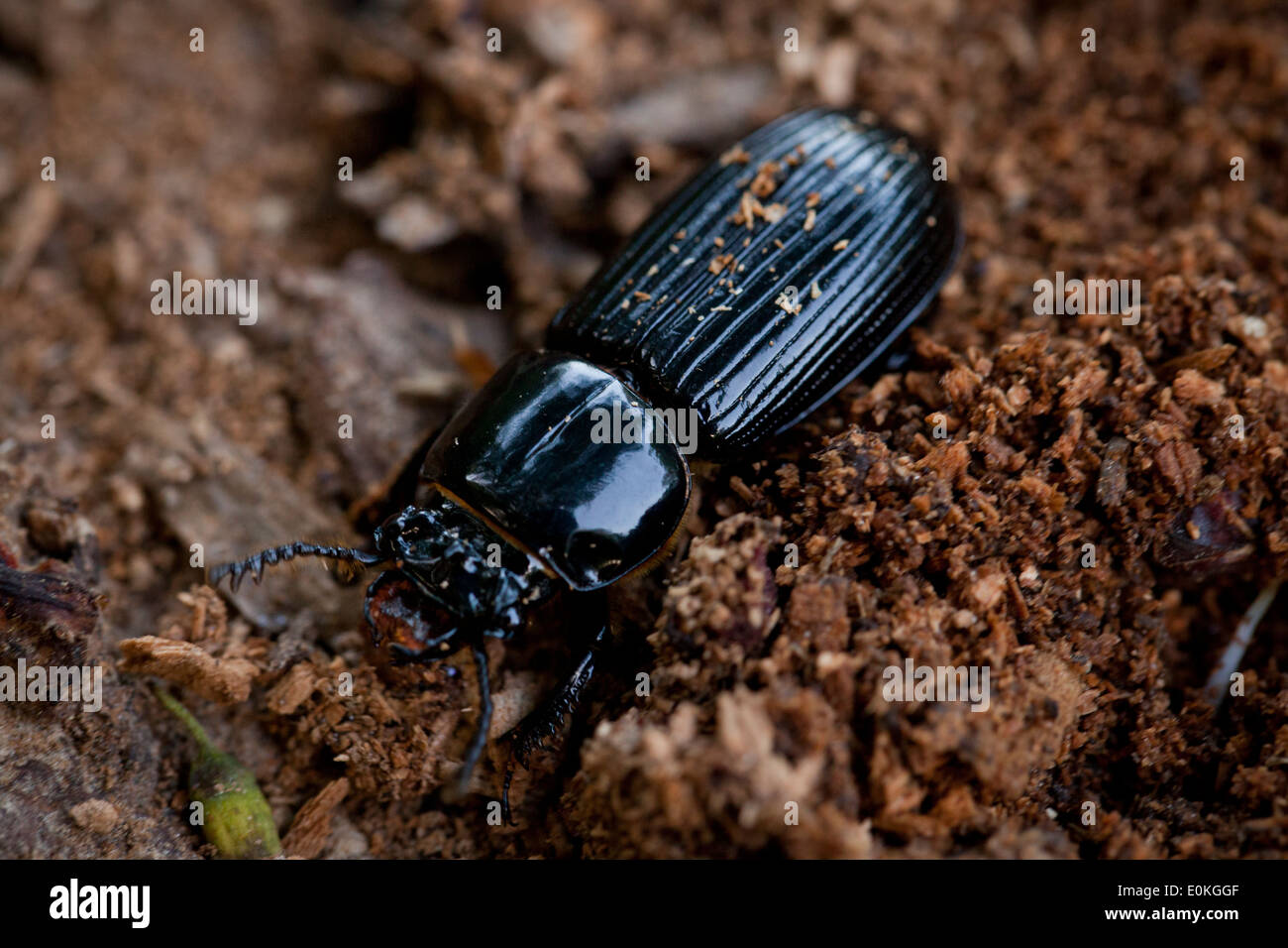 Bess Beetle (Odontotaenius disjunctus) Foto Stock