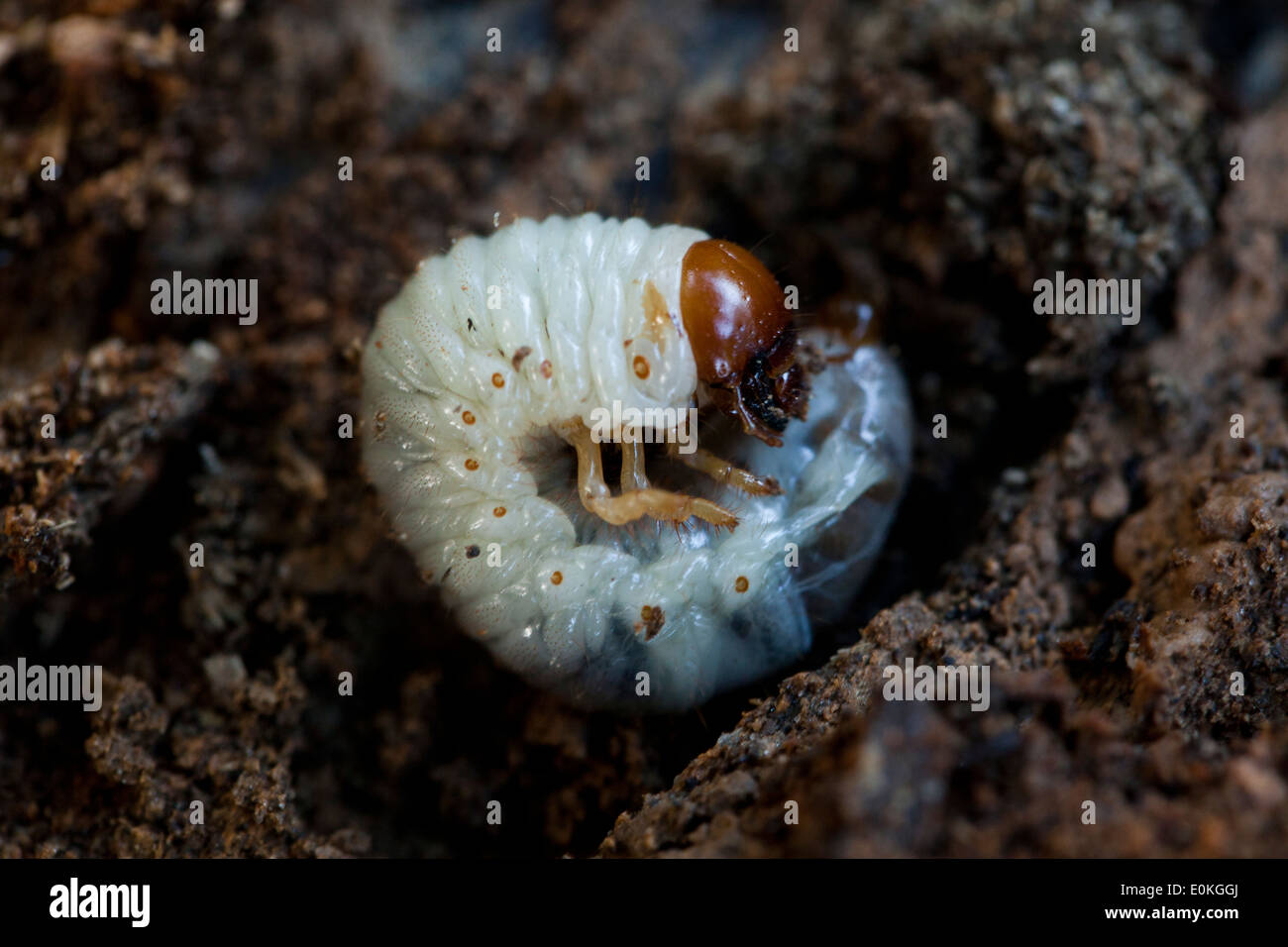 Bess Beetle larva nella terza (instar Odontotaenius disjunctus) - USA Foto Stock