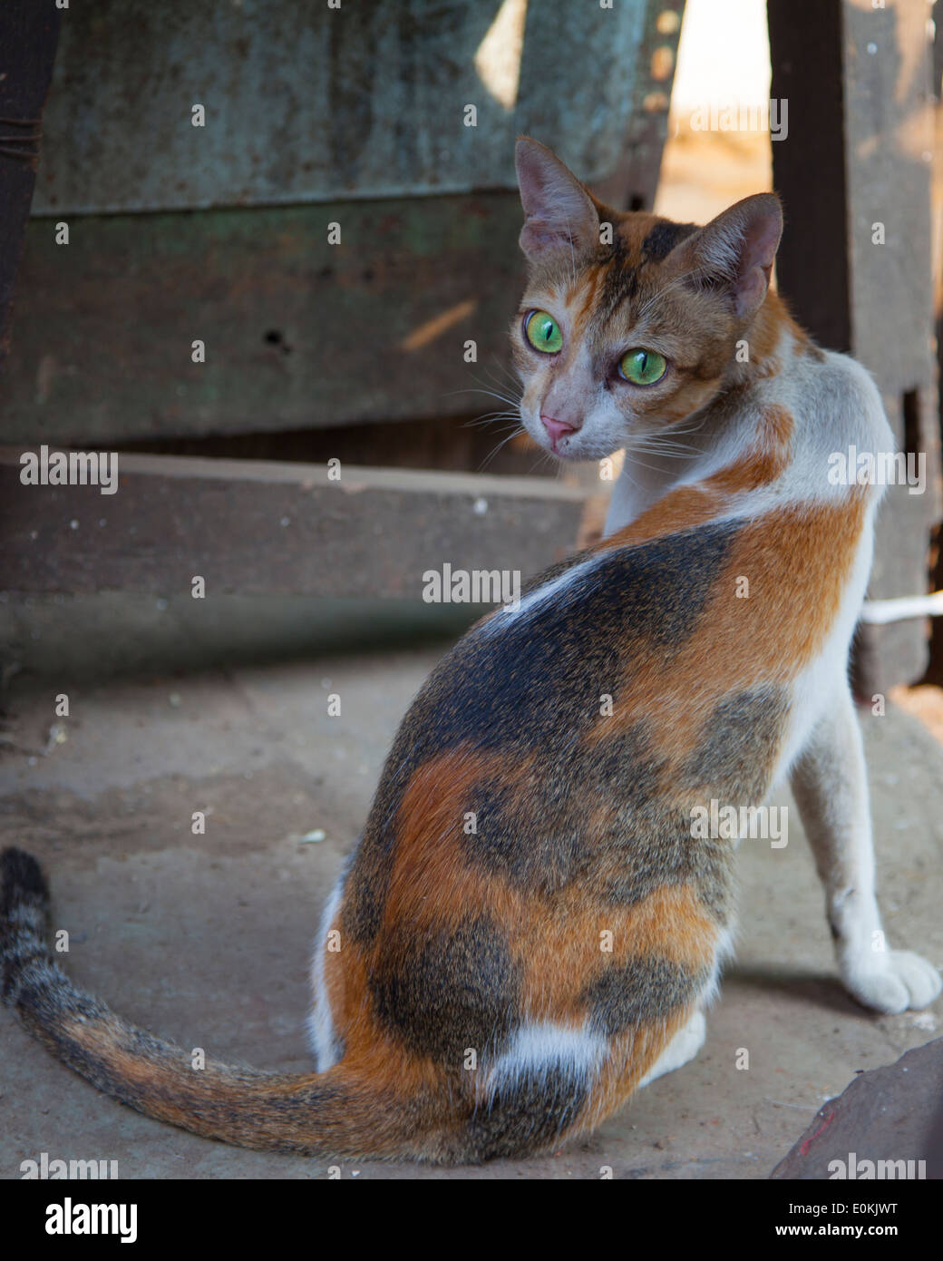 Green-eyed cat in Mumbai della Chor Bazaar (carni di montone St). Foto Stock