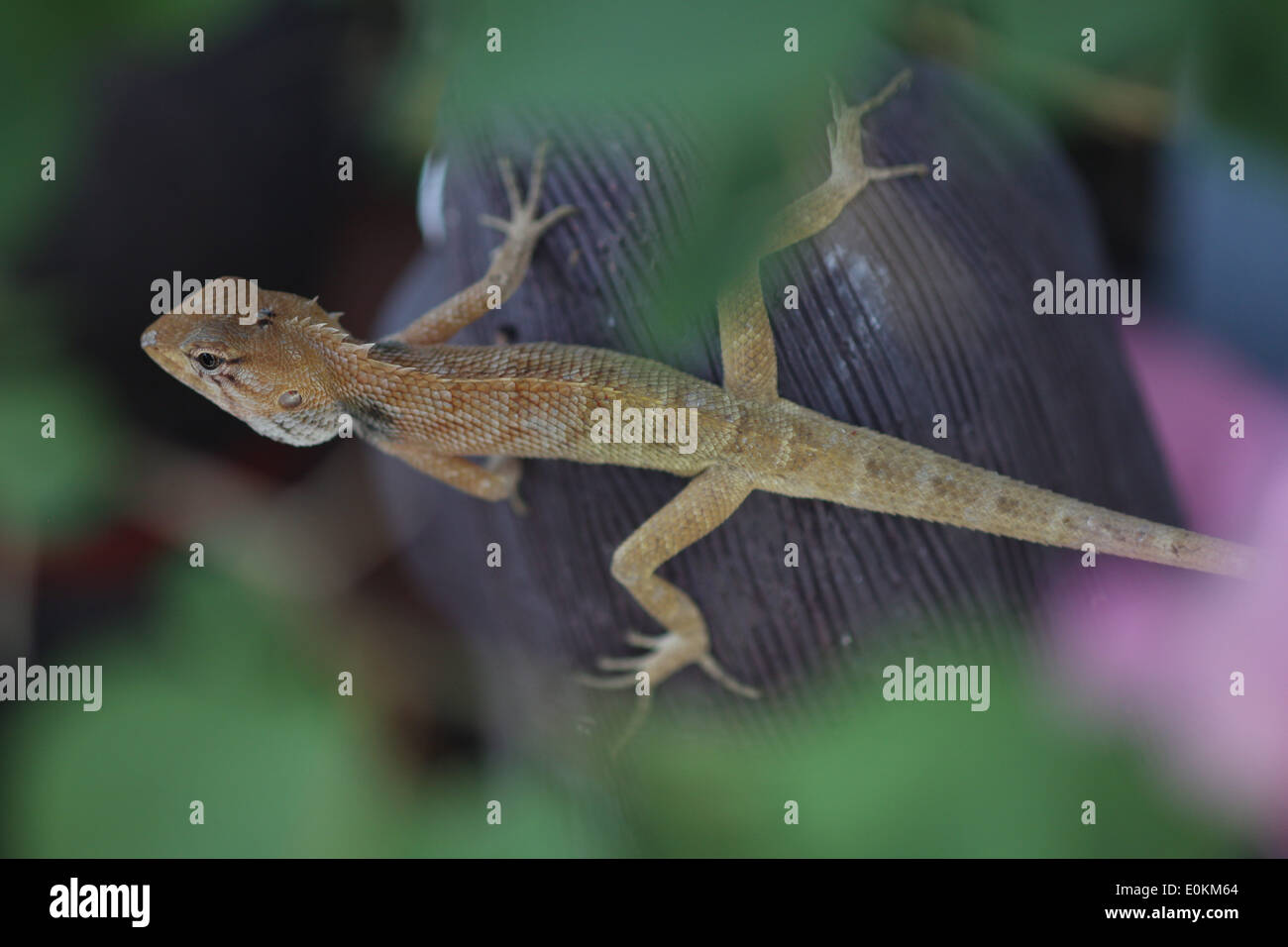 Oriental Garden Lizard, Thailandia Foto Stock