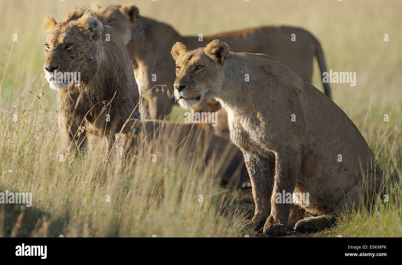 Un bloccaggio paura Lion orgoglio con cubs, il Masai Mara, Kenya Foto Stock