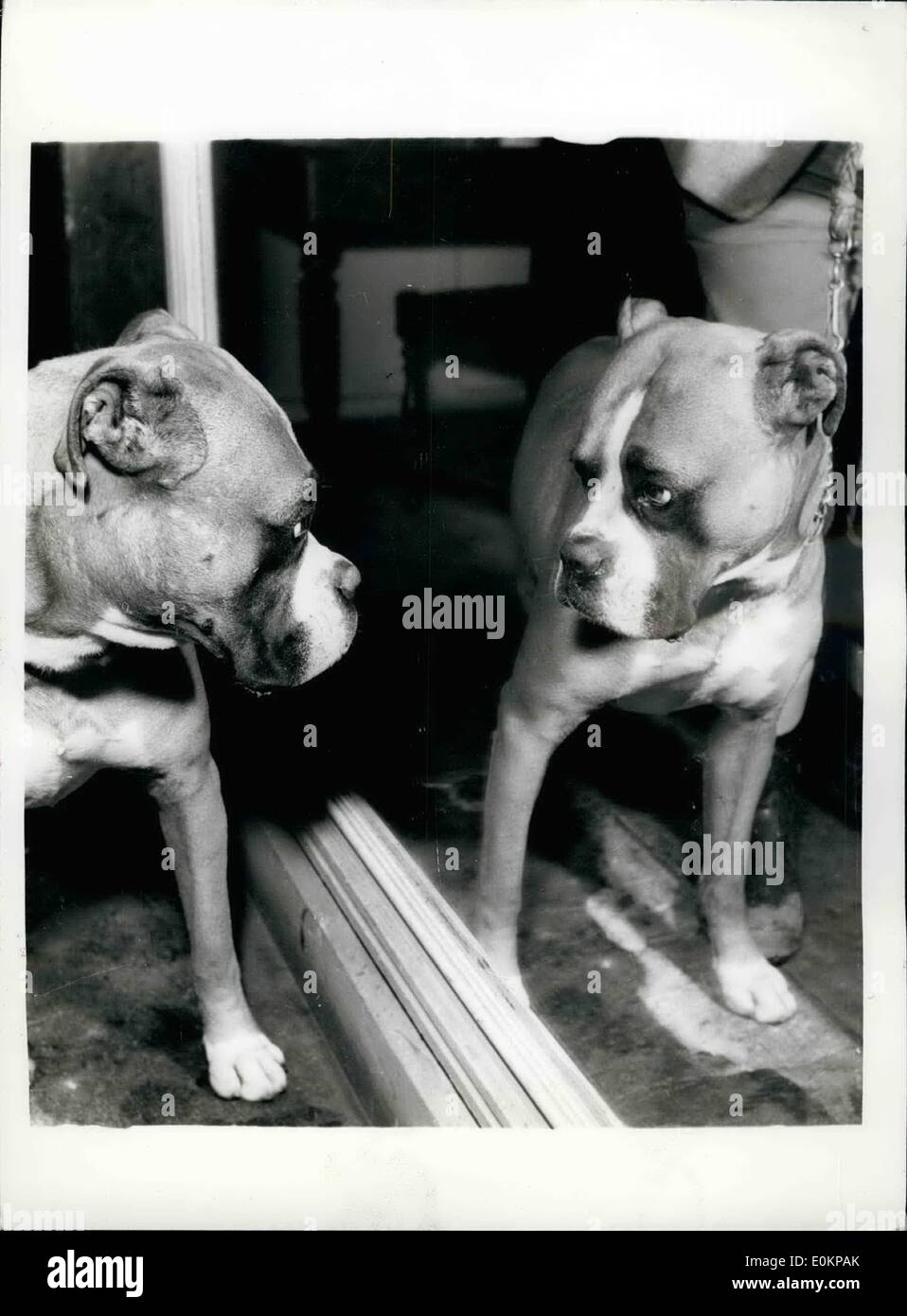 Apr. 04, 1935 - Psichiatria PER BUTCH, la pungente BOXER BUTCH, un quattro-anno-vecchio BOXER il cui complesso di inferiorità fa di lui il morso di altri cani, è di arrivare a sei settimane di trattamento psichiatrico a difesa canini LEAGUE canili vicino a Londra. Il suo proprietario vedova, 40-anno-vecchio MRS.COSTANZA GAMBLE è stato multato &pound;1 per non tenere lui sotto adeguato controllo. BUTCH prima ha avuto difficoltà nel settembre dello scorso anno per mordere un altro cane. Un anno più tardi egli BIT UN ALTRO tre ed è stato multato &pound;3 Foto Stock