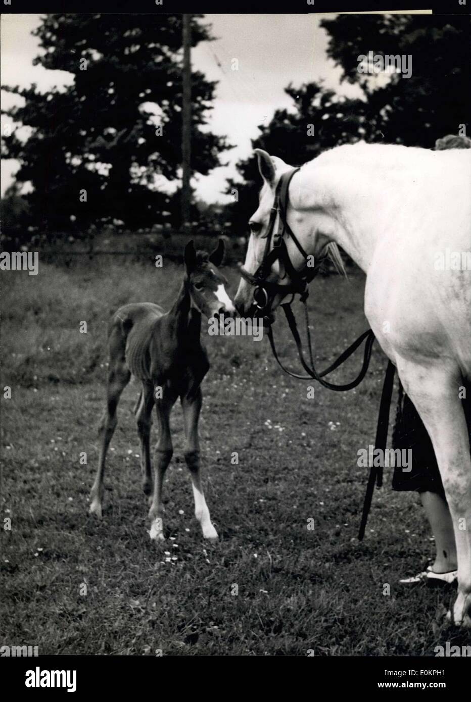 Apr. 13, 1945 - Punta calda: direttamente dalla bocca del cavallo: Tosca sembra essere sussurra parole di saggezza già per sua figlia. Foto Stock