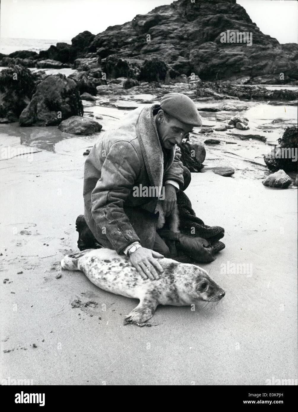 Giugno 06, 1936 - Ken Jones l uomo che salva la salva le guarnizioni. Strumentale nella lotta per salvare la vita di centinaia di cuccioli di foca lavato fino sul costo di Cornwell , è 42 anni cafe Walsh titolare Ken Jones , di Sant'Agnese, Kon divenne primo interessato nelle guarnizioni di tenuta nel 1961, quando egli ha salvato un bambino malato guarnizione, ricevendo molta pubblicità nella stampa locale quando un altro giovane guarnizione è stato lavato fino , ken è stato chiesto di guardare dopo di essa e in un breve periodo di tempo era sano e rilasciato e quando uno degli anelli di tenuta recuperati ,ma è stato trovato avere gravi danni ai polmoni, Ken ha deciso che vi era solo una cosa per esso Foto Stock