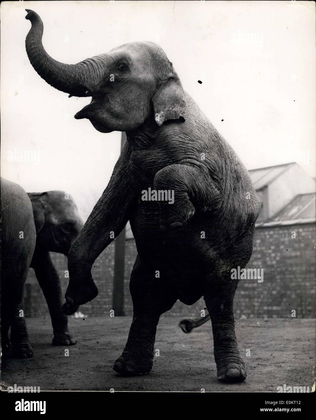 12 dicembre 1949 - gli Elefanti arrivano per il Circo. In piedi sulle sue gambe Hind: Pieno di trucchi come è arrivata a Barringay oggi - come questo elefante - uno dei troup per il Circo di Natale di Arnold, che si apre lì il 21 dicembre. Presto stava in piedi sulle sue gambe posteriori. Foto Stock