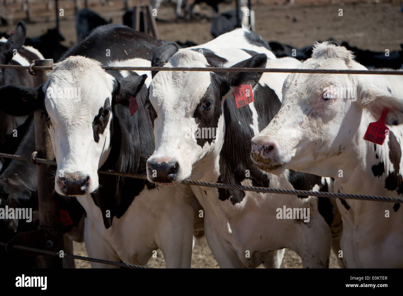 Bestiame al Feed Brandenberg cantiere in Calexico in Imperial County, in aprile 2014. Alimentazione di Brandenberg cantiere è azionato dal bestiame Meloland Company. Foto Stock
