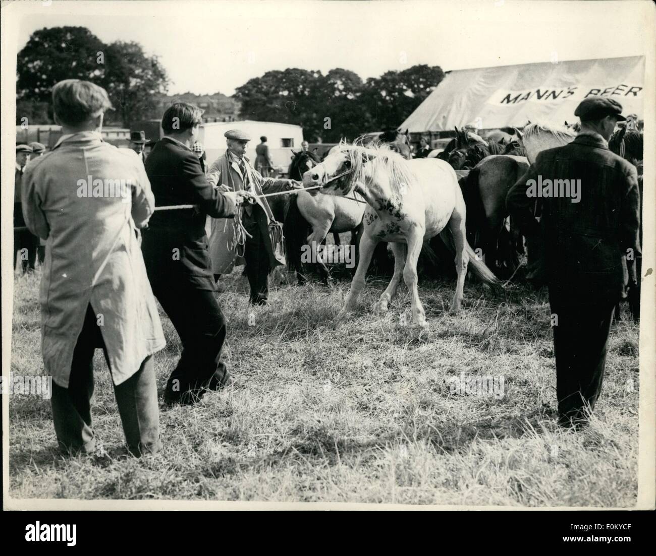 Sett. 09, 1952 - Problemi un pony - a Barnet Fiera Cavalli: il famoso Barnet Horse Fair aperta oggi- e questo Pony Welsh ha dato un posto di difficoltà quando viene portato fuori in vendita. Foto Stock