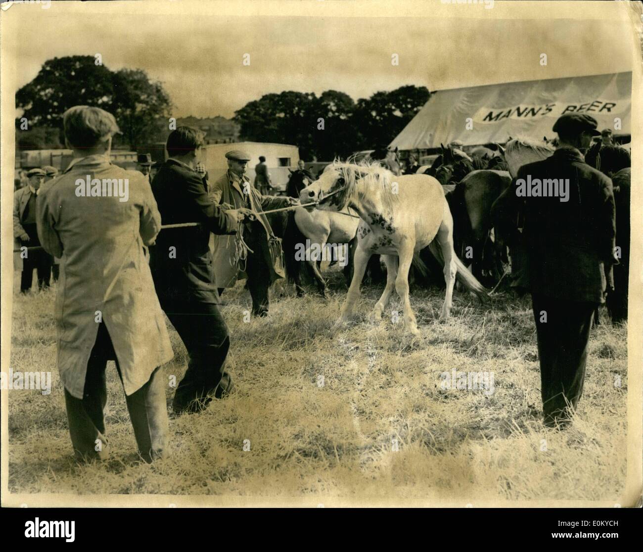 Sett. 09, 1952 - fastidioso Pony - a Barnet Fiera Cavalli: il famoso Barnet Horse Fair si è aperta oggi e questo Pony Welsh ha dato Foto Stock